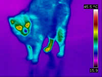 Catwithinflamedrightfoot