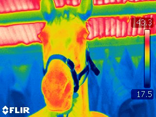 HorseinInfrared01