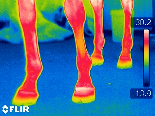 HorseinInfrared02