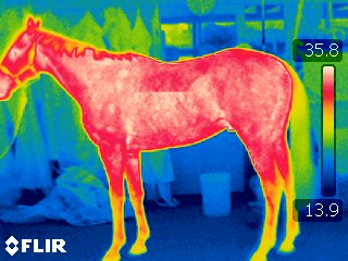 HorseinInfrared03